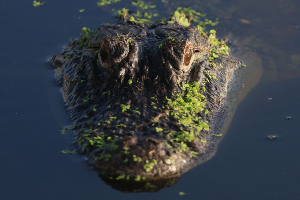 Mulher morre após ataque de jacaré em Orlando, Flórida