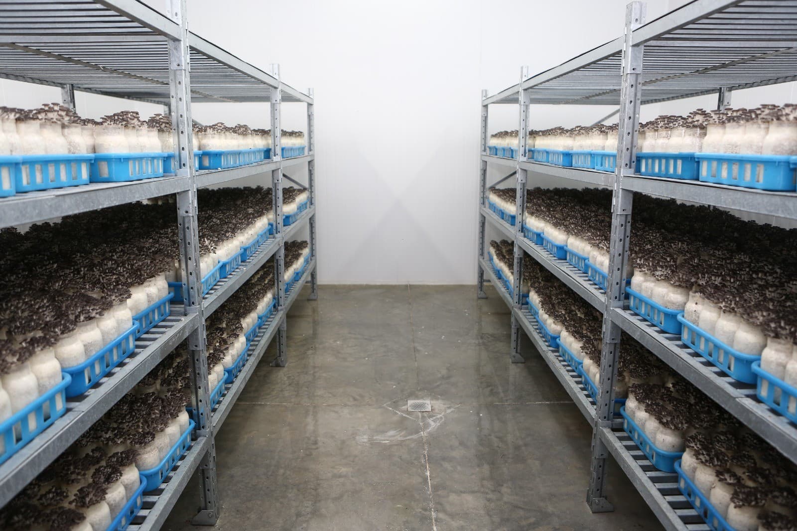 Hochibra investe R$ 4 milhões para expandir produção de cogumelos