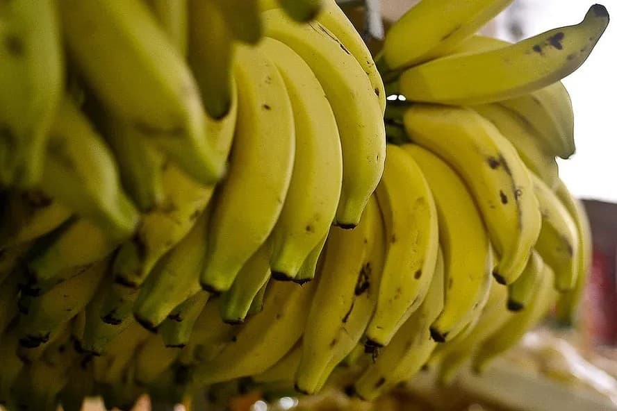 Dicas para prolongar a vida útil da banana em casa