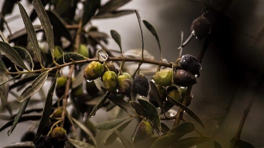 Oliveiras: 69 municípios do sul do Paraná são aptos para cultivo