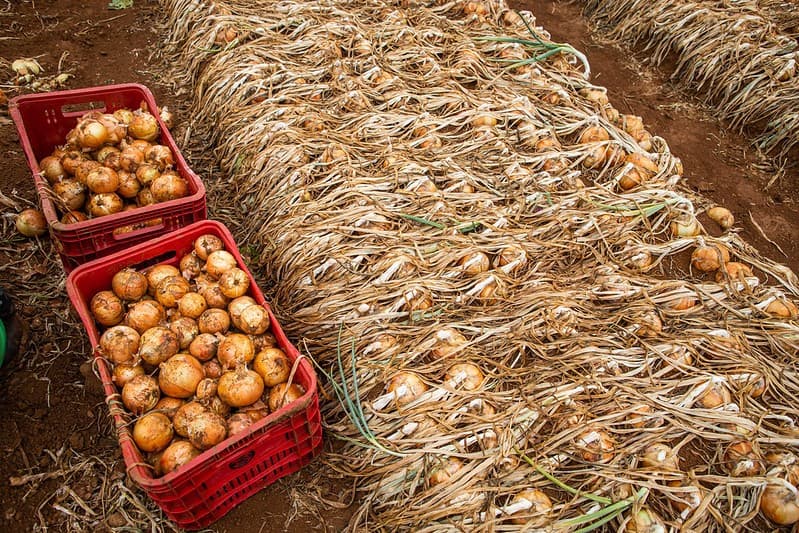 Cebolas de Santa Catarina enfrentam problemas e perdem mercado