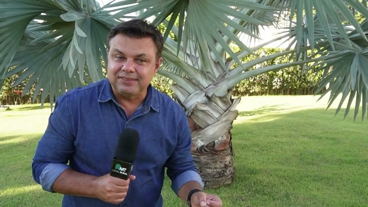Custo do diesel impacta colheita de milho em Mato Grosso