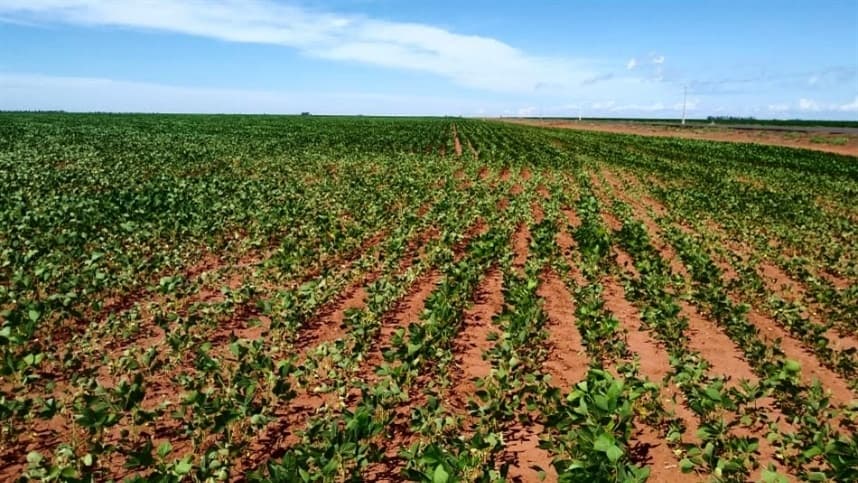 Imea revela números da produção de soja em Mato Grosso