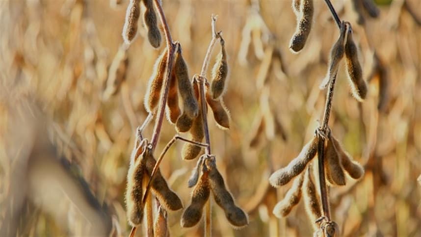 Colheita da soja no Rio Grande do Sul atinge 98% da área cultivada