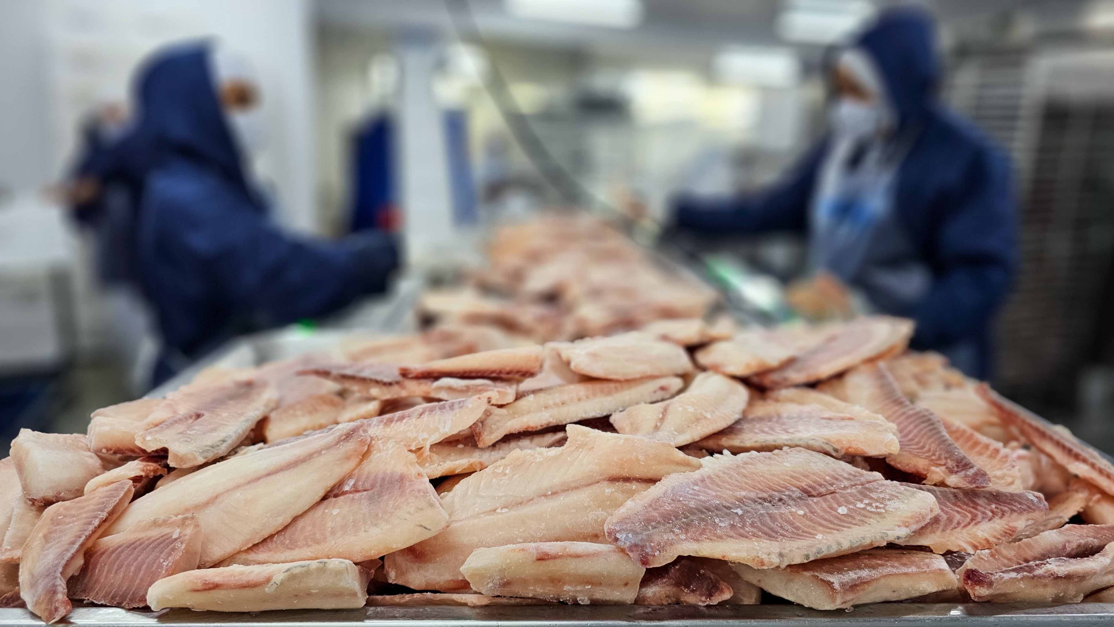 Pescados brasileiros enfrentam novas tarifas propostas por Trump