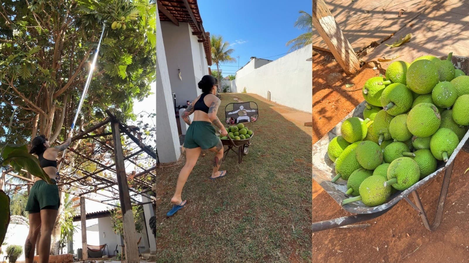 Quintal: plataforma criada para troca de alimentos evita desperdício
