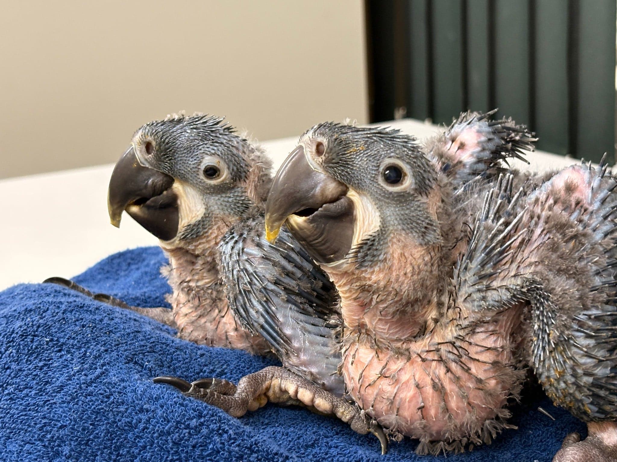 Nascem filhotes de arara-azul-de-lear no Zoológico de São Paulo