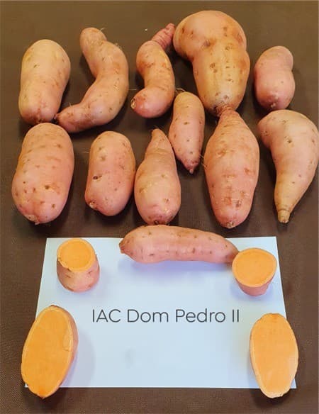 IAC lança batata-doce com produtividade quatro vezes superior