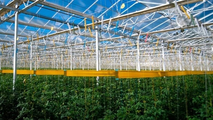Agricultura viável com água salgada: um futuro promissor