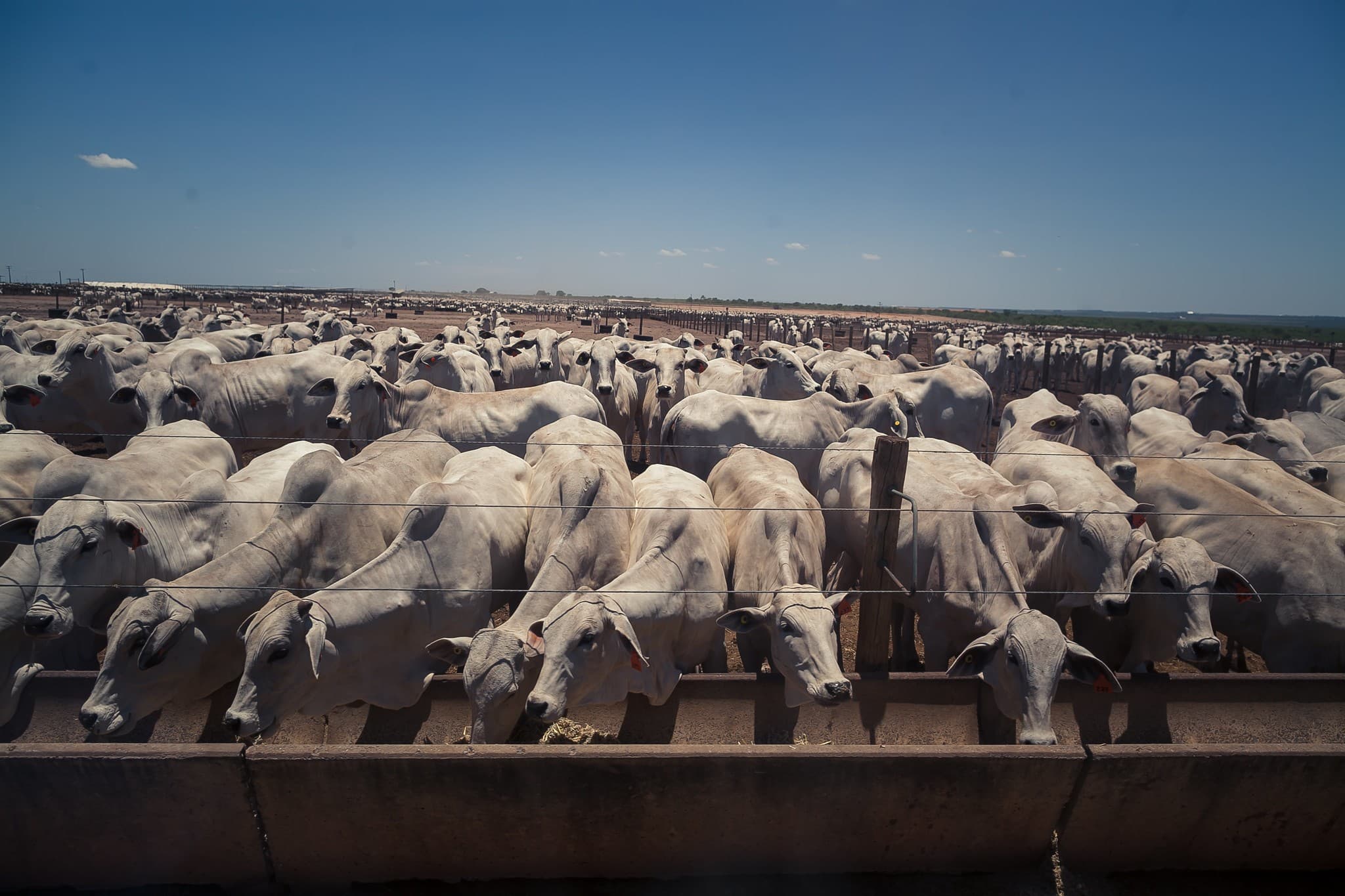 Crescimento do confinamento de gado no Brasil chega a 5,7% em 2026
