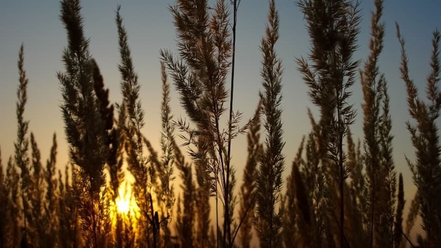 Semeadura de trigo avança lentamente no Rio Grande do Sul