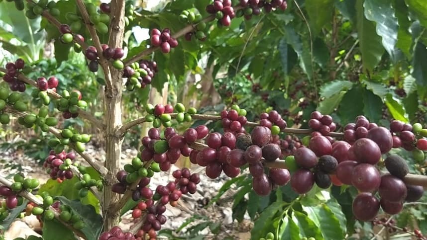 Mercado de café enfrenta instabilidade com operadores cautelosos