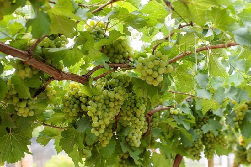 Crescimento de vinícolas em Goiás supera média nacional em 2025