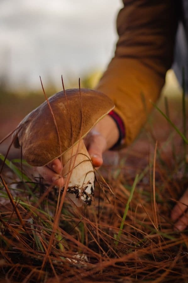 Colheita de cogumelos Porcini aquece turismo e gastronomia no Sul