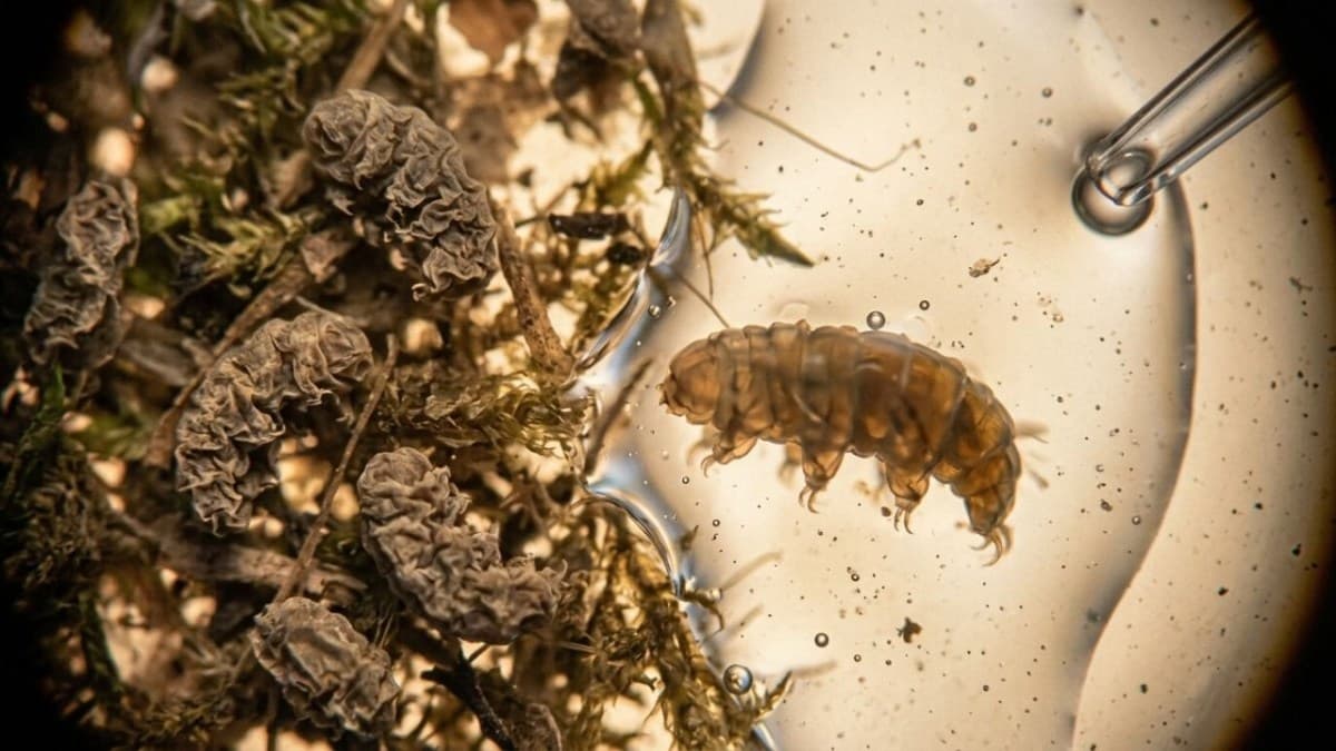Tardígrados: Os 'ursos-d'água' que sobrevivem ao espaço e ao extremo