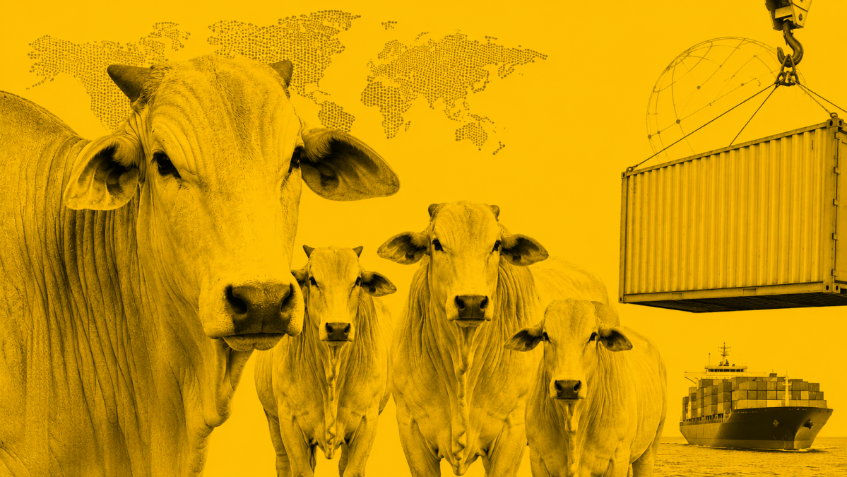 Alta nas cotações de carne bovina nos portos argentinos