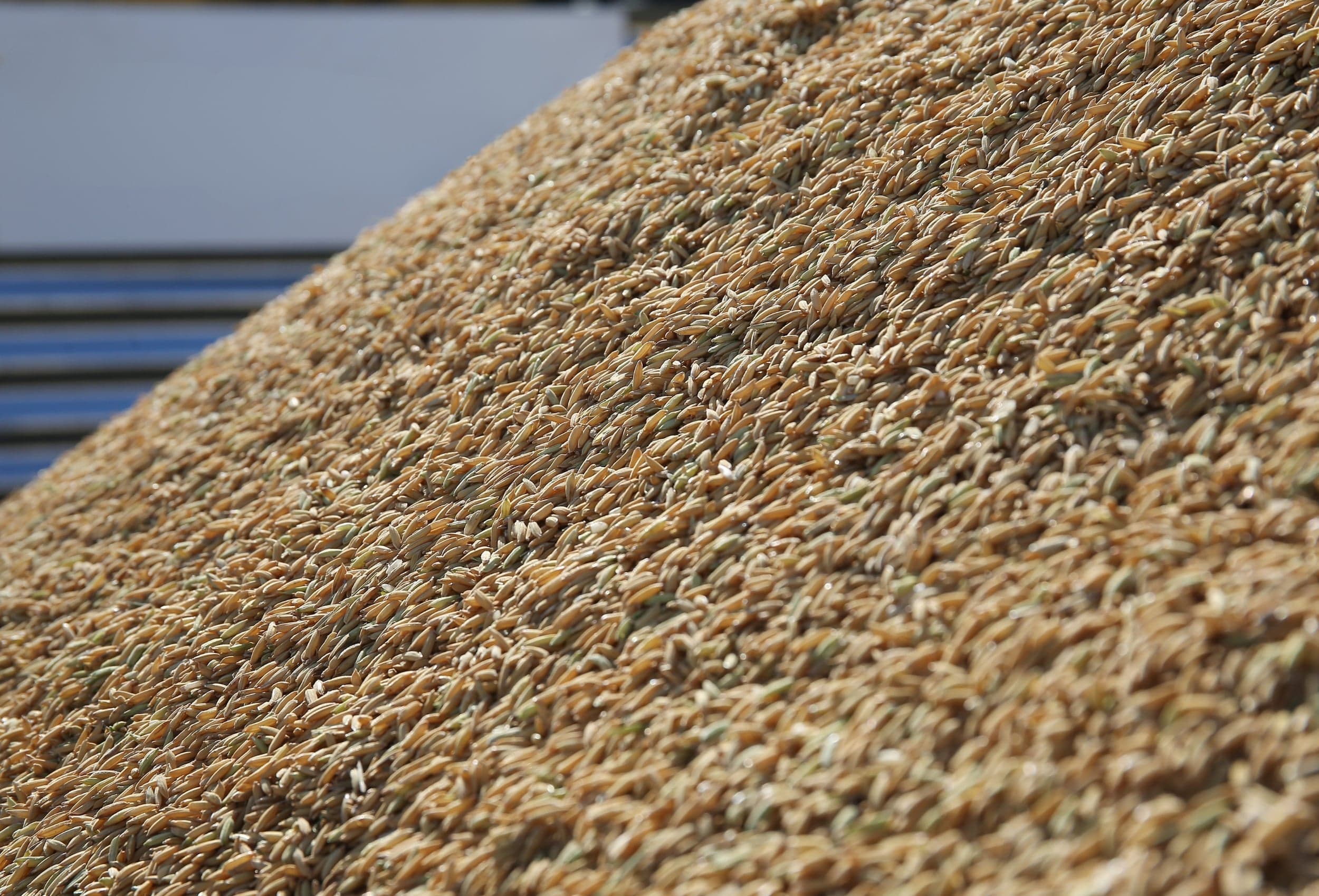 Pepro de arroz vende 103 mil toneladas e movimenta mercado