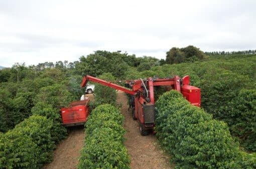 Cooxupé registra colheita de café abaixo da média histórica
