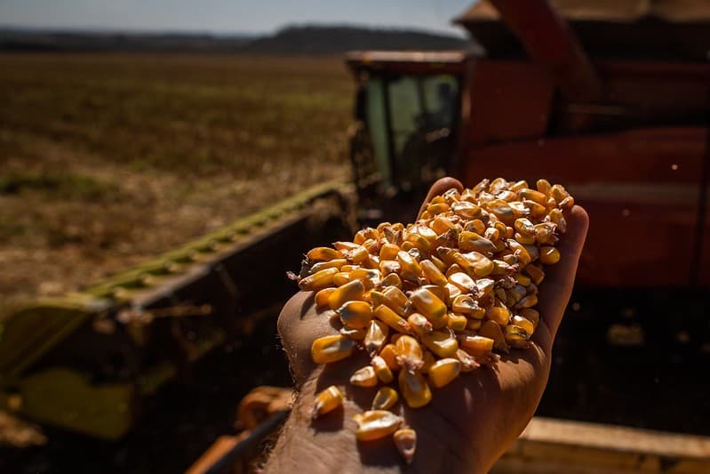Preços do milho caem com aumento da oferta e clima preocupante
