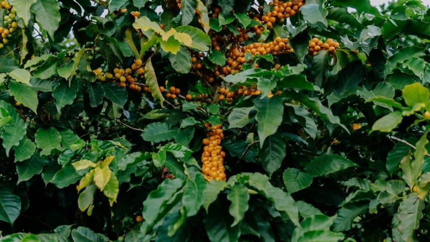 Syngenta e JDE Peet's promovem café sustentável no Brasil