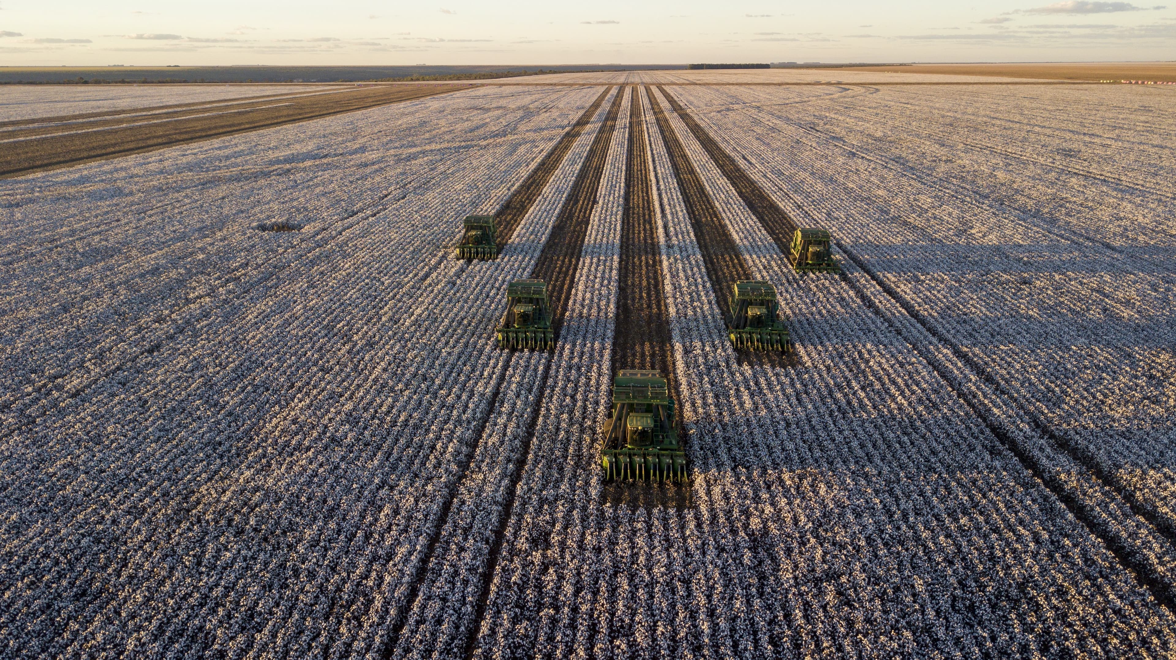 Produção de algodão no Brasil deve cair 1,5% por El Niño