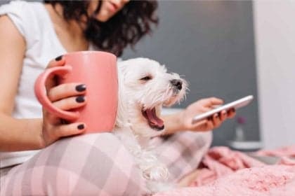 Google apresenta Pet Memory: inovação para tutores de pets
