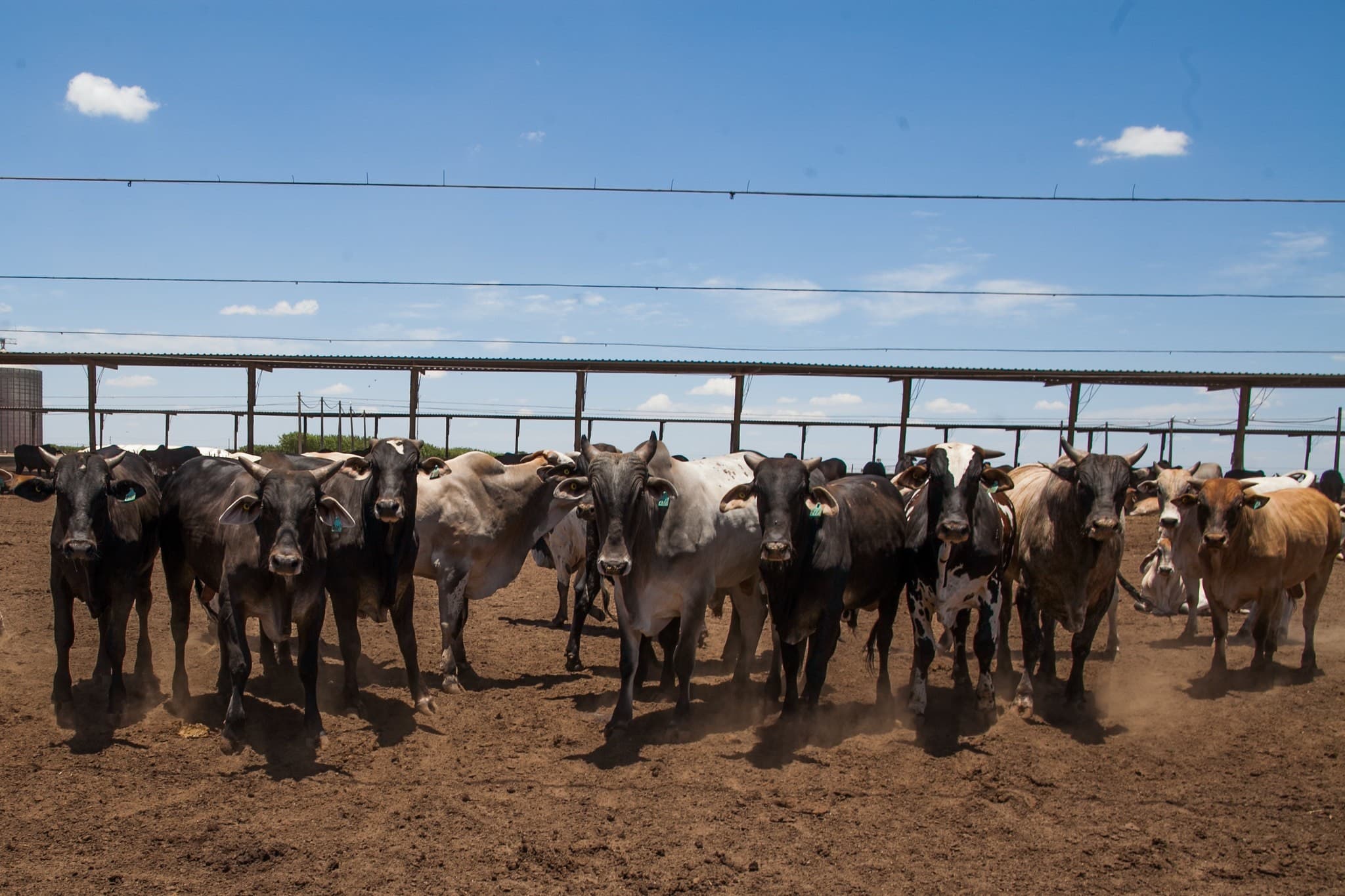 Mercado Pecuário: Preços do Boi Gordos permanecem estáveis
