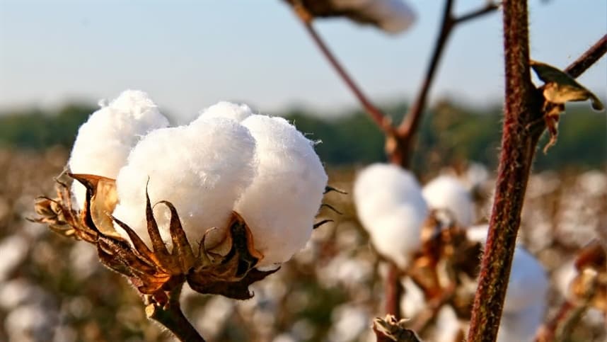 EBDA lança programa para revitalizar cultivo de algodão na Bahia