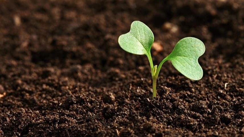 Estudo revela importância da distribuição de auxina no crescimento vegetal