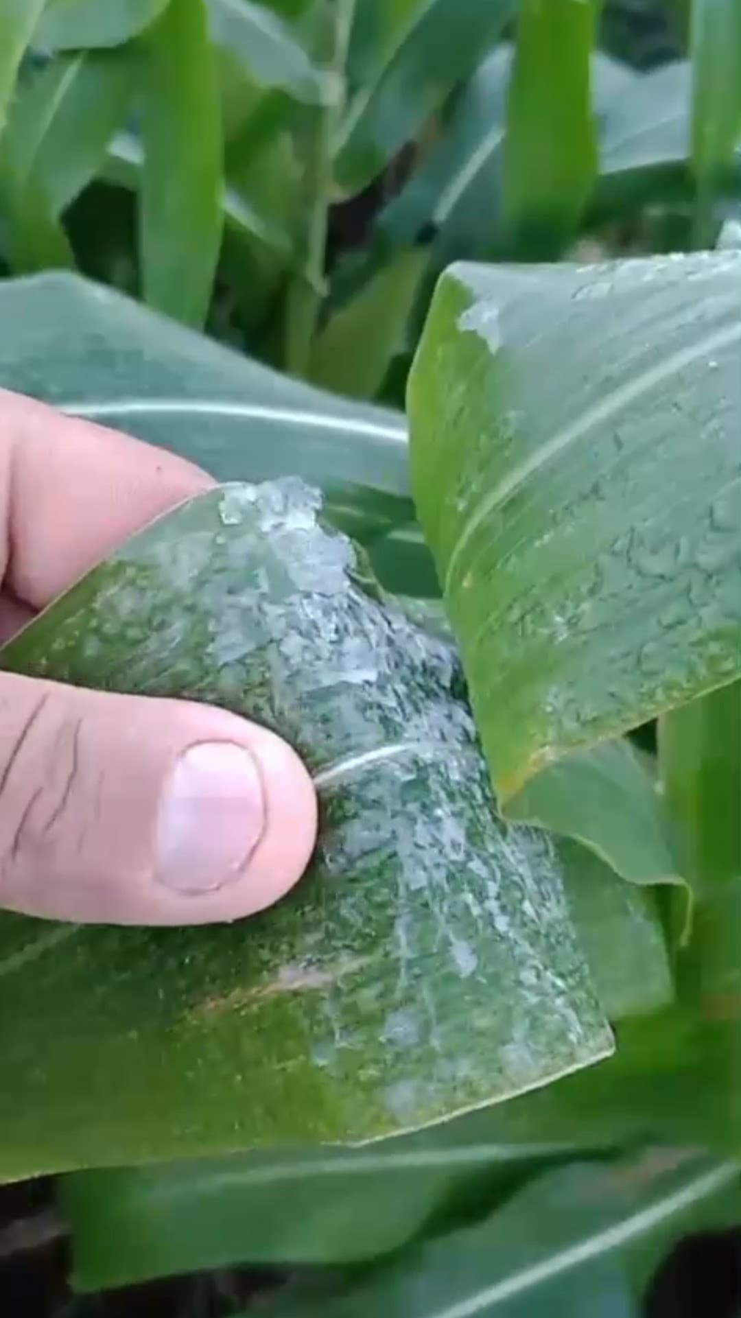 Produtor teme impactos do frio no milho no Paraná e MS