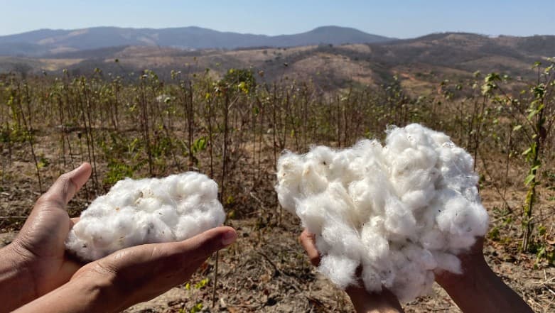 Seca pode impactar produção de algodão no Brasil