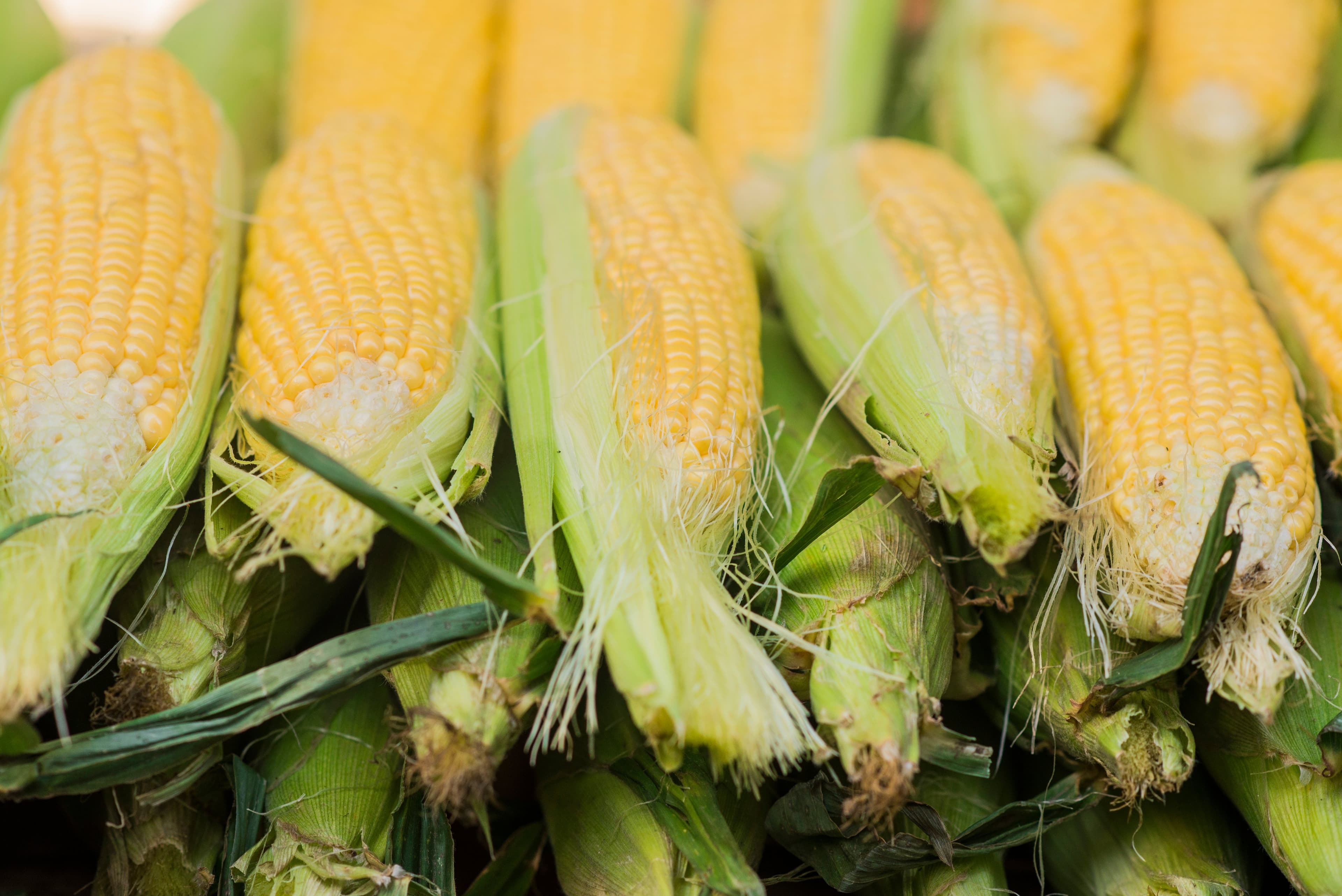 Preço do milho nacional registra queda de 1,92% em setembro