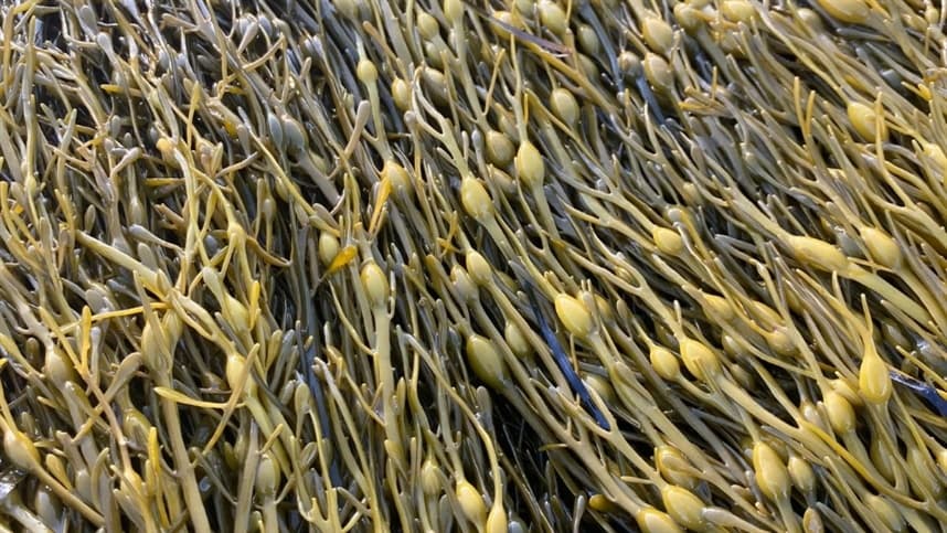 Fruticultores adotam bioestimulantes para enfrentar estresses climáticos