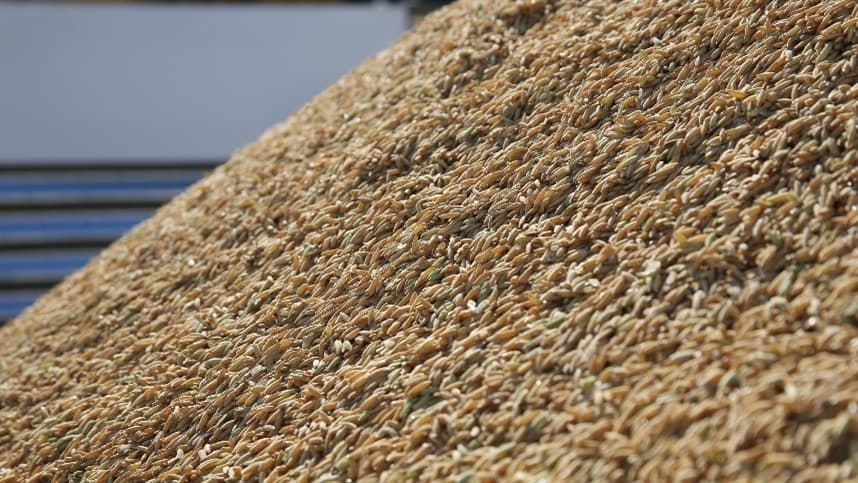 Pepro do arroz movimenta mercado, mas Federarroz pede novo edital