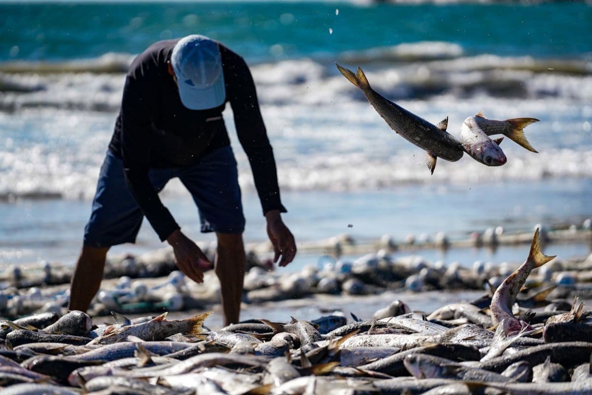 Governo libera 430 toneladas de tainha para pesca em SC