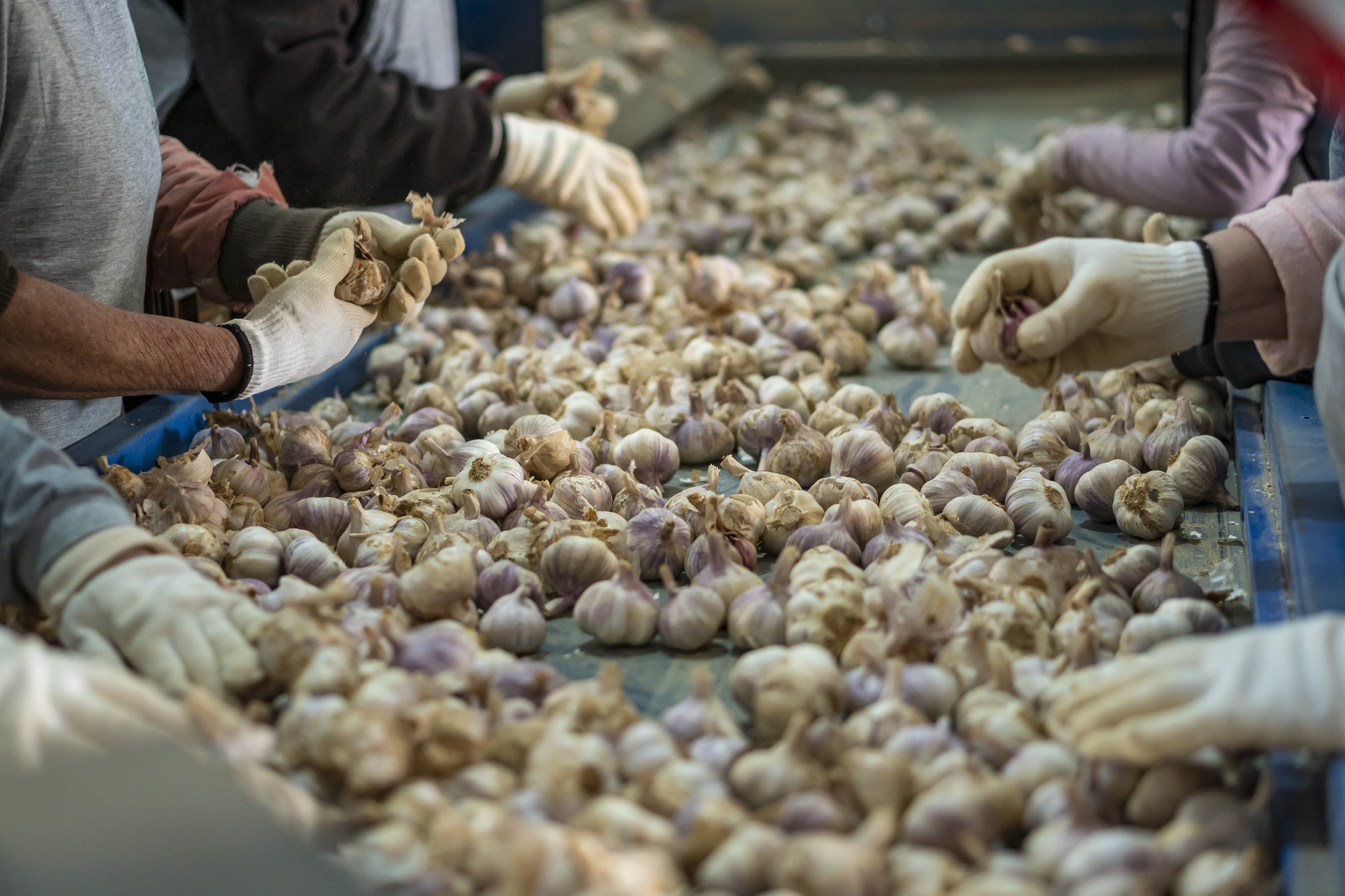Alho importado ameaça produção nacional com preços baixos
