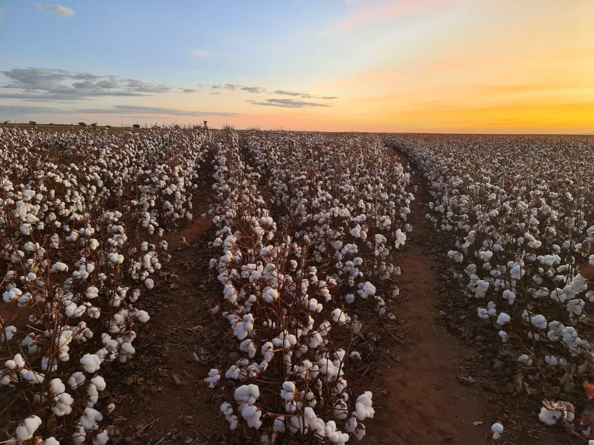 Produtores de algodão da Better Cotton Initiative reduzem uso de químicos e aumentam renda