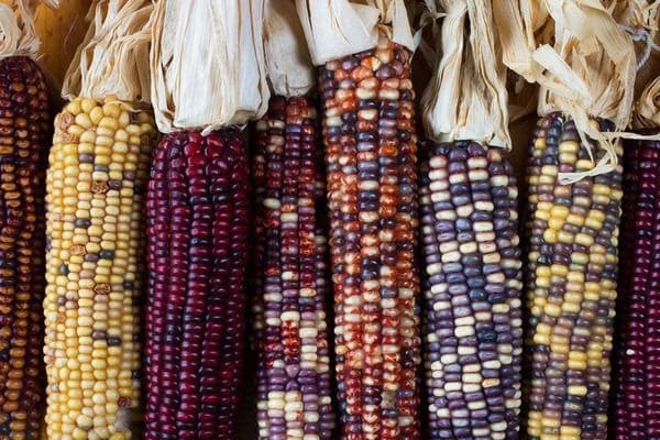 USDA anuncia investimento de US$ 180 milhões para pesquisa em recursos genéticos de plantas