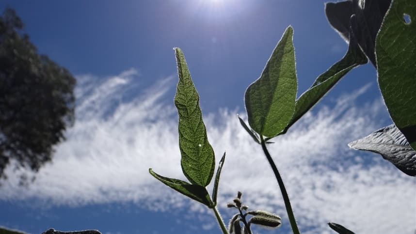 Cultivar Santa Rosa: Legado da Soja Brasileira Completa 60 Anos