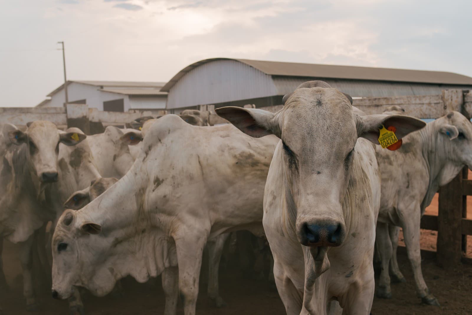 Novo protocolo unificado para cadeias de soja e carne no Brasil