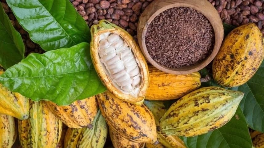 Desenvolvimento sustentável da cadeia produtiva do cacau na Bahia e no Pará