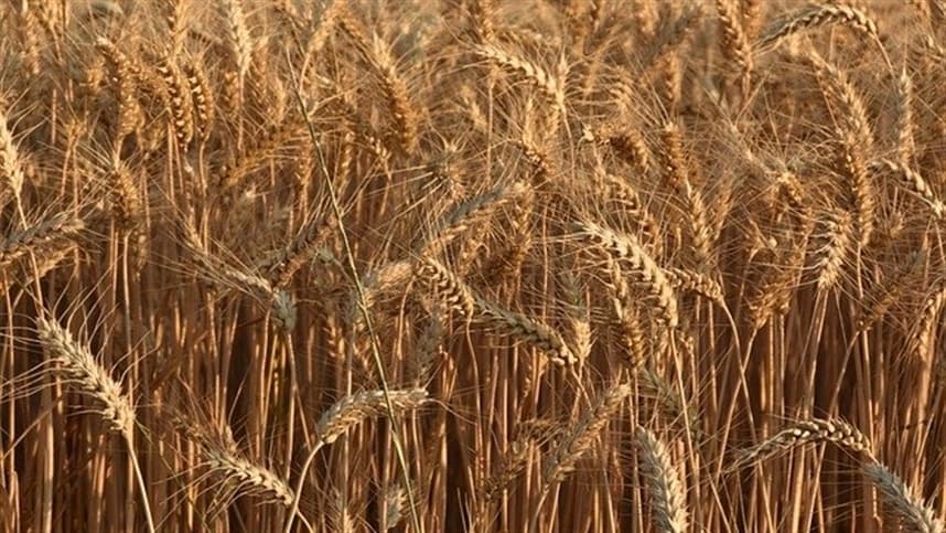 Mercados agrícolas caem em Chicago antes de relatório do USDA