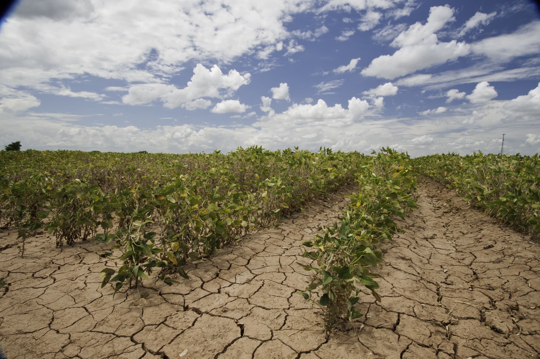Grãos em Chicago têm oscilações limitadas devido a fatores climáticos