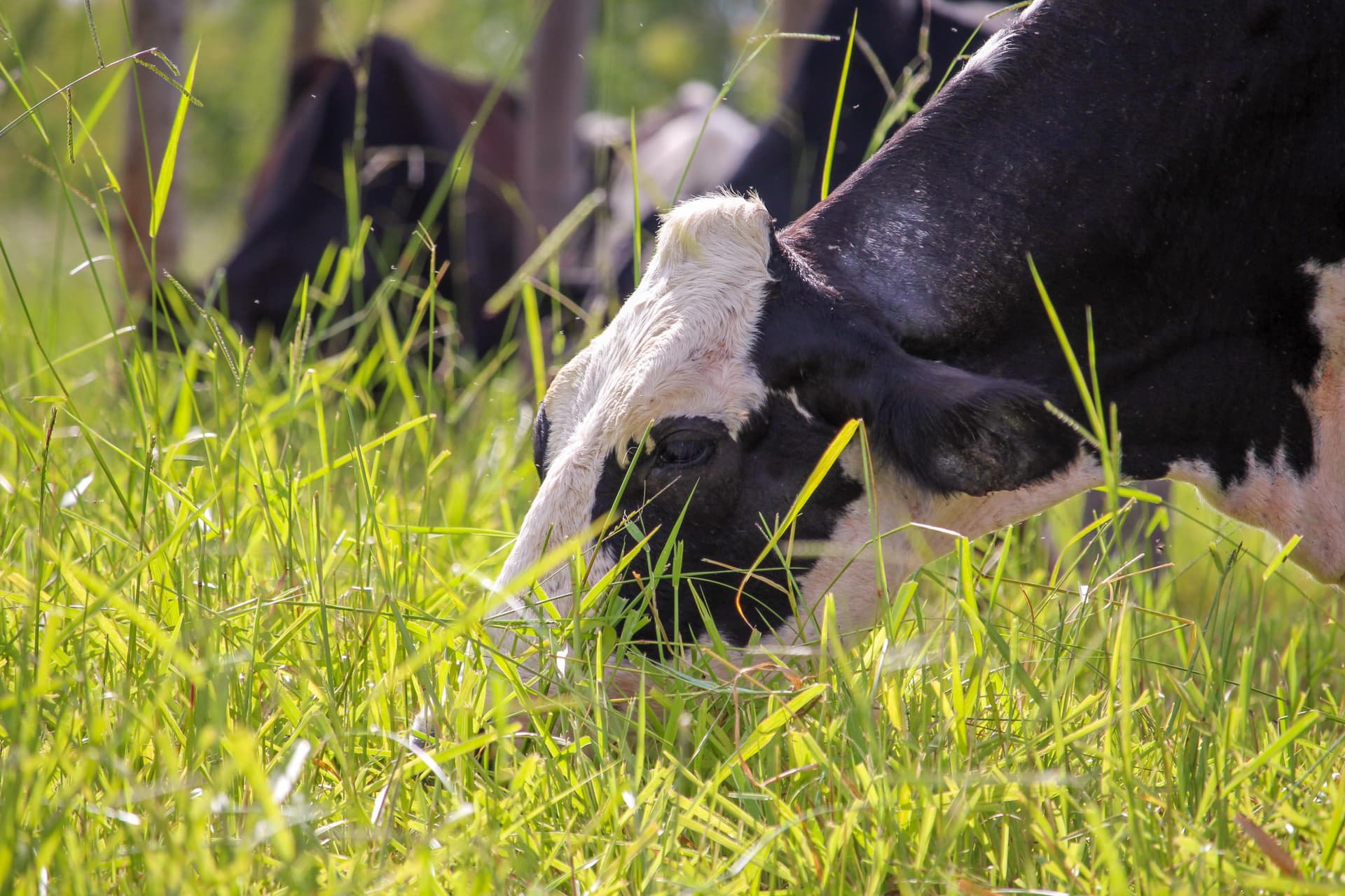 Raiva bovina preocupa em Santa Catarina com 27 mortes em 2026