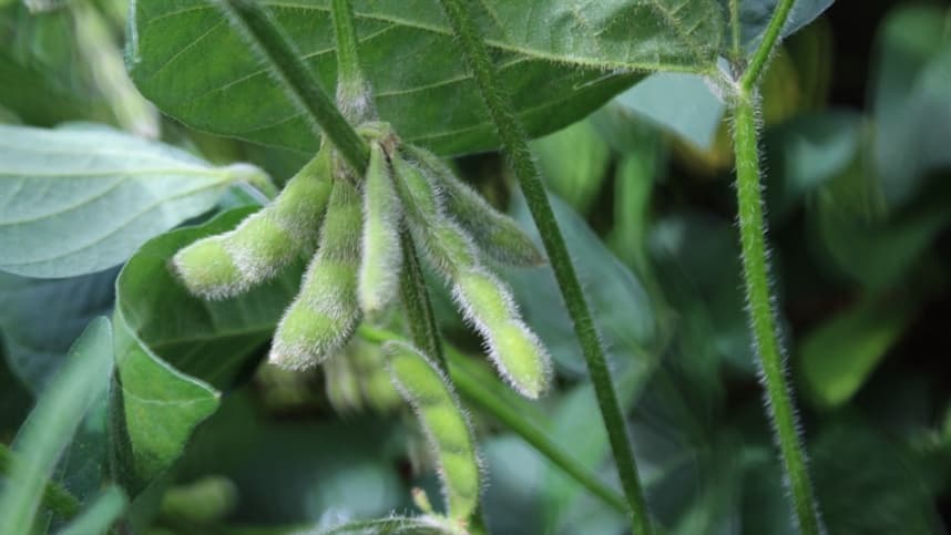 Cultivares de soja: escolha estratégica para enfrentar desafio climático