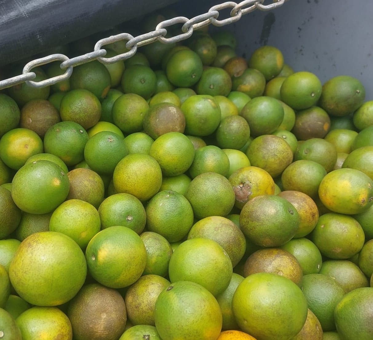 Suco de laranja: Brasil enfrenta queda de receita nas exportações