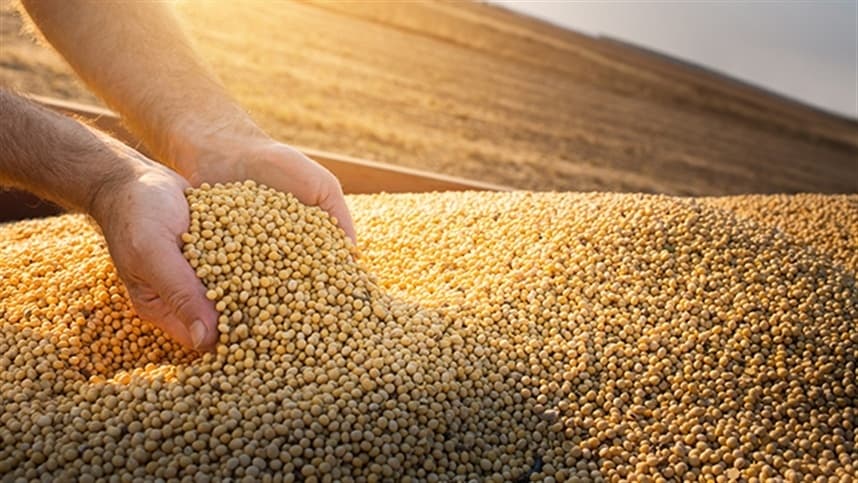 Negociações da soja apresentam crescimento significativo em abril
