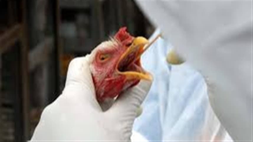 Faesp convoca prevenção contra influenza aviária em SP
