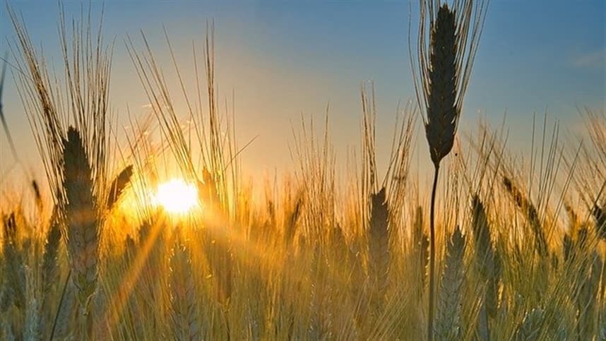 Plantio de trigo é adiado pelos agricultores