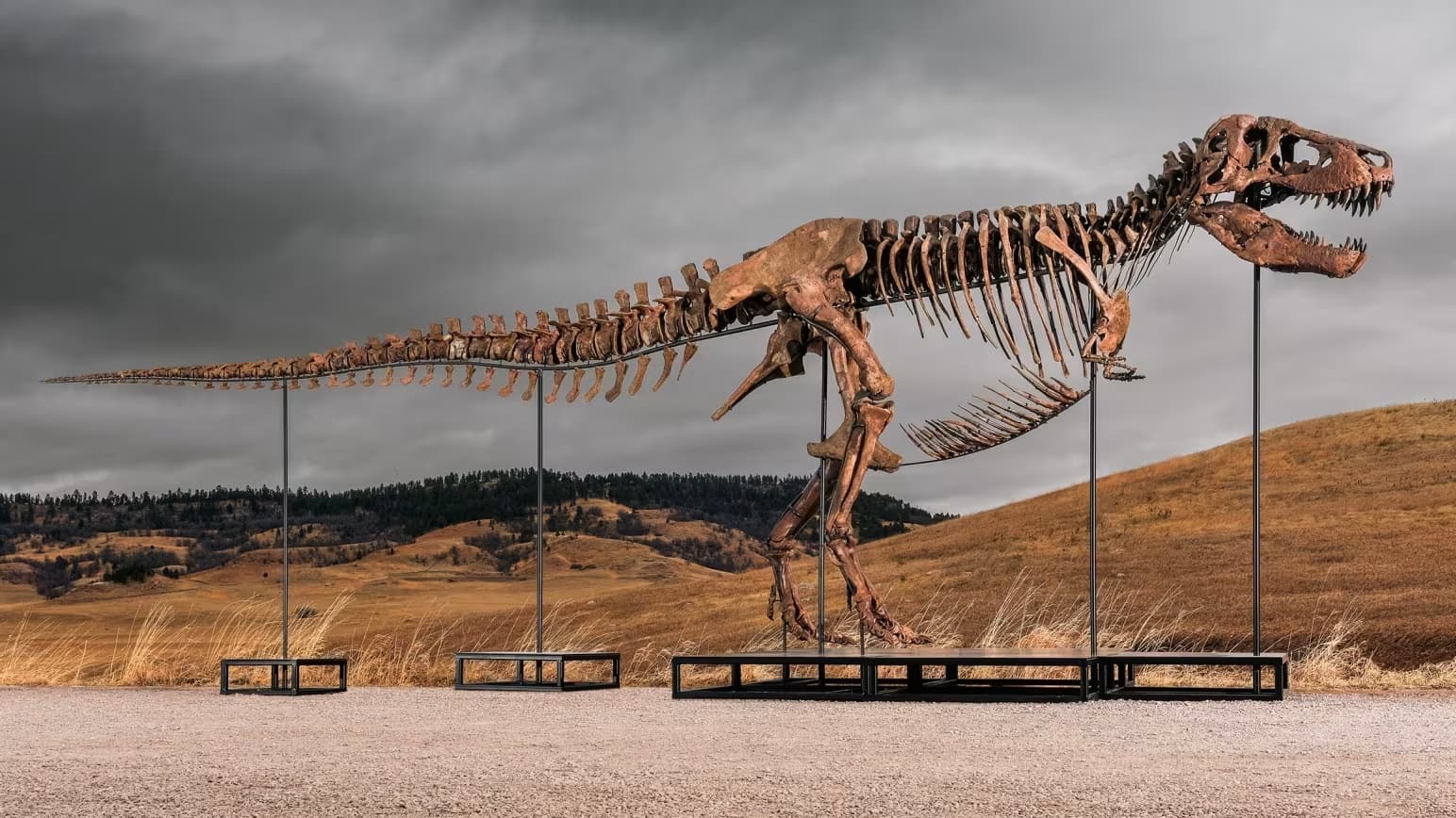 Fossil de T. rex 'Gus' pode quebrar recorde de venda em leilão em NY